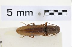 Foto (Dorsalansicht) von Athous subtruncatus (NHMW-ZOO-COL-0008554)
